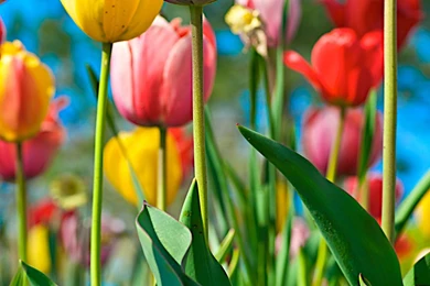 Alone Tulip Wallpapers