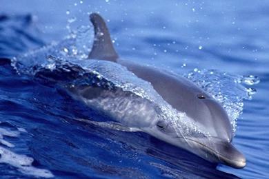 Beautiful Dolphins Wallpapers