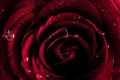 A Very Large One Red Rose iPhone 6 Wallpapers
