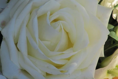 Very Large Roses Wallpapers, Rose Flower Images, Rose Pictures And ...