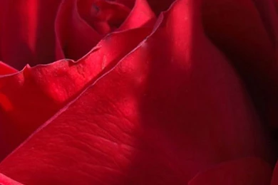 Very Large Red Roses iPhone 6 Wallpapers, iPhone 6 Backgrounds And ...