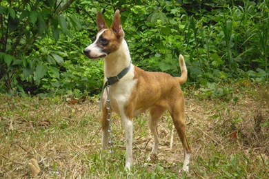 Very Large Dog Breeds Images Wallpapers