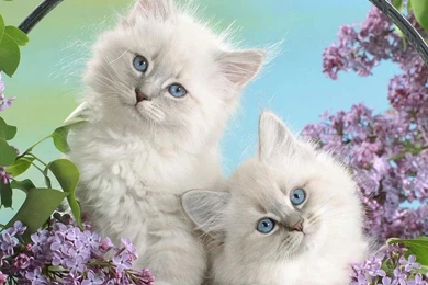 Cute Cat Live Wallpapers   Android Apps On Google Play