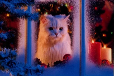 Christmas Cats On Pinterest