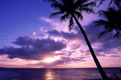 Desktop Images > Paradise > COCONUT TREE BEACH TAHITIAN PARADISE ...