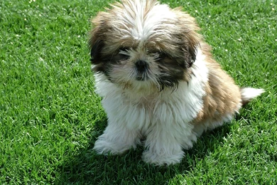 Shih Tzu Puppy   My Doggy Rocks