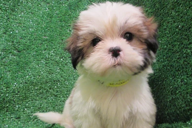 Shih Tzu Puppies Hd Desktop 9 HD Wallpapers