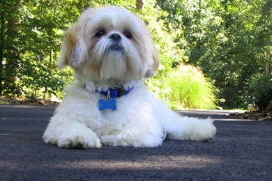 Shih Tzu Wallpapers   Wallpapers Cave