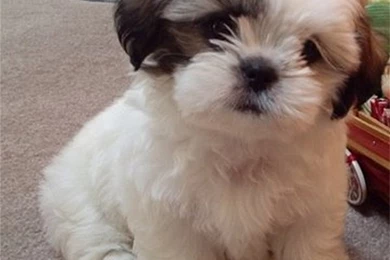 Shih Tzu Puppy Hd Desktop 9 HD Wallpapers