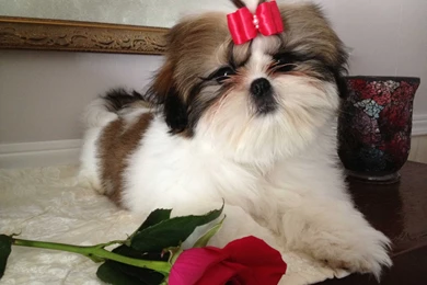 Shih Tzu And Poodle Mixed 4 High Resolution Wallpapers ...