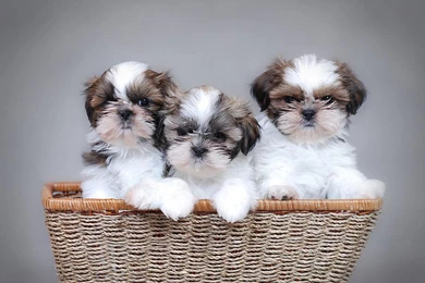 48 Very Cute Shih Tzu Puppy Pictures And Photos