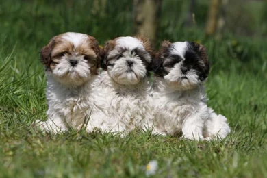 Shih Tzu Puppies Cutest Dogs   Backgrounds HD Free Images