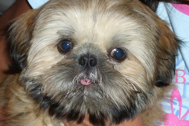 Shih Tzu Puppy >> HD Wallpaper, Get It Now!