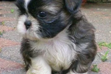 Shitzu Breeders Hd Images 3 HD Wallpapers