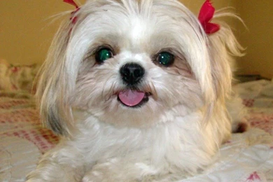 Funny Shih Tzu