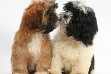 Shih Tzu Puppy Pictures   Wallpapers High Definition