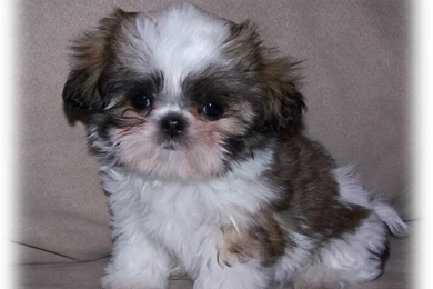 Free Teacup Shih Tzu Puppies 28 Backgrounds Wallpapers ...