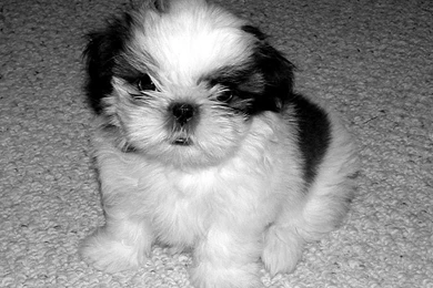 48 Very Cute Shih Tzu Puppy Pictures And Photos