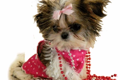 Teacup Shih Tzu Hd Cool 7 HD Wallpapers