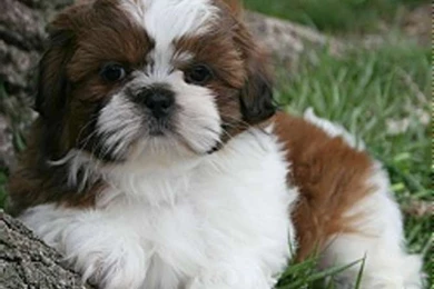 Gallery Adult Shih Tzu With Puppy Cut