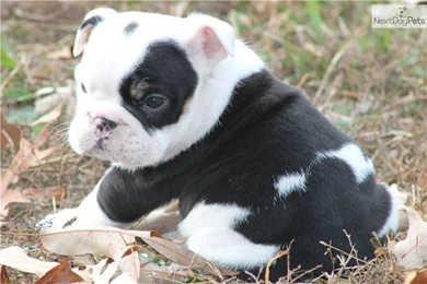 Black Bulldog Puppies For Sale Wallpapers Black And White Shih Tzu ...