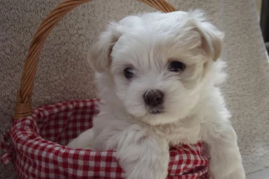 Maltese Shih Tzu Hd Pictures 4 HD Wallpapers