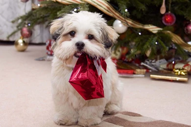 Cute Christmas Dog Wallpapers And Pictures. Chipsu Dogs Pictures ...
