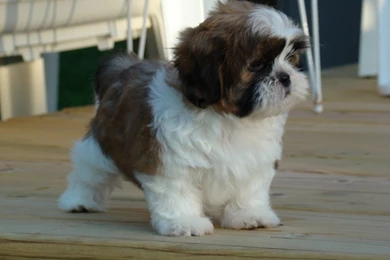 Adult Shih Tzu With Puppy Cut