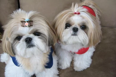 Shih Tzu Hd Backgrounds Wallpapers 93 HD Wallpapers