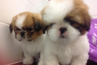 Shih Tzu Puppies Hd Desktop 9 HD Wallpapers