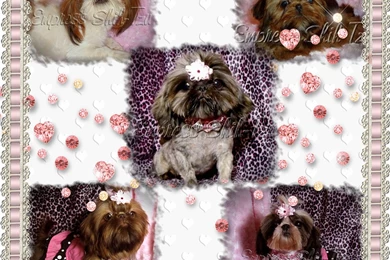 Shih Tzu Puppies Wallpaper Images