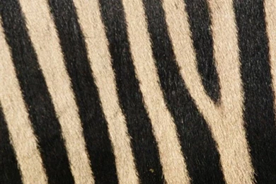 640x960 Zebra Stripes Iphone 4 Wallpapers