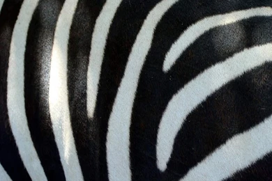 Zebra Wallpapers Pack 2 (1024x768)