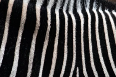 Zebra Stripes Widescreen Wallpapers