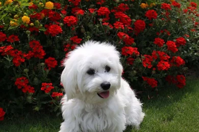 Puppies Wallpapers High Quality