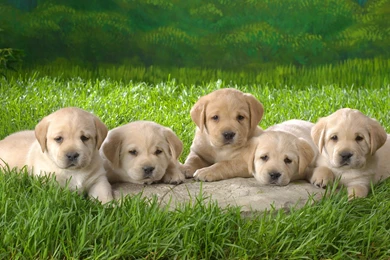 Yellow Lab Puppy Wallpapers   Wallpapers Zone
