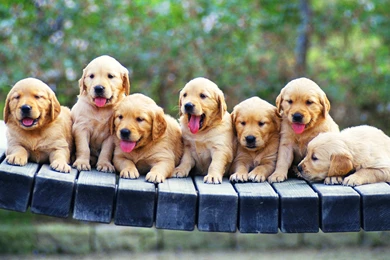 Puppies Wallpapers, Images, Photos, Pictures & Pics