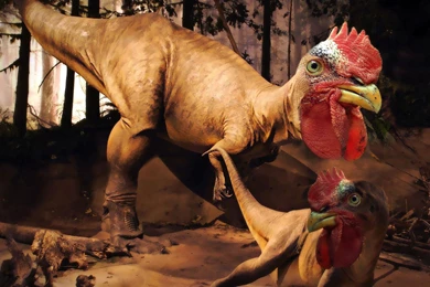 Weird 1080p Wallpapers / 1920x1080