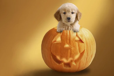 Halloween, Puppy   Wallpapers – Yoyowall.com