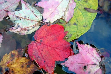 Close up Of Leaves   Widescreen Leaves Wallpapers 1440x900 NO.12 ...