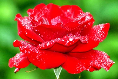 Amazing Views, Hd Wallpapers, Free Download Images, Sky, Plants ...