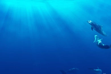 Amazing Dolphins Wallpapers