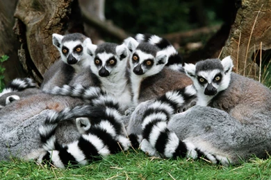 60 Lemur HD Wallpapers
