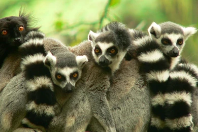 Lemur Wallpapers And Backgrounds   Animals Town
