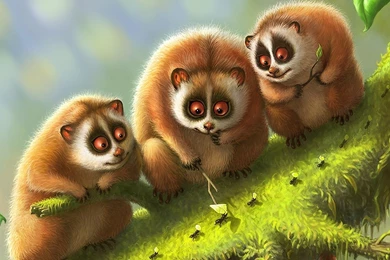 Scary Lemurs On A Branch Wallpapers