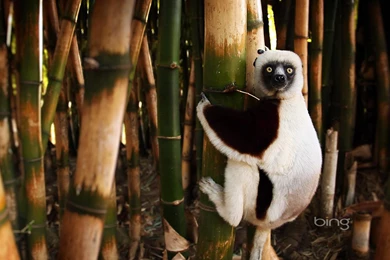 Lemur Wallpapers   Animal Wallpapers