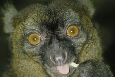 Free Lemur Wallpapers   Animals Town