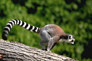 LEMUR ON TREE WALLPAPER   (