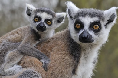 Lemur Wallpapers For PC