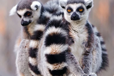 Lemur Computer Wallpapers, Desktop Backgrounds
